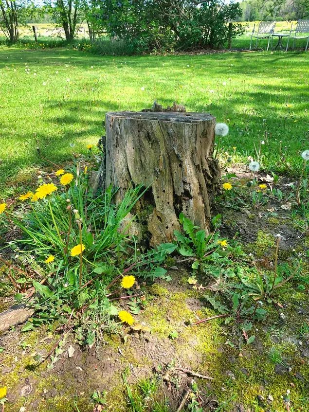 tree stump being removed from yard